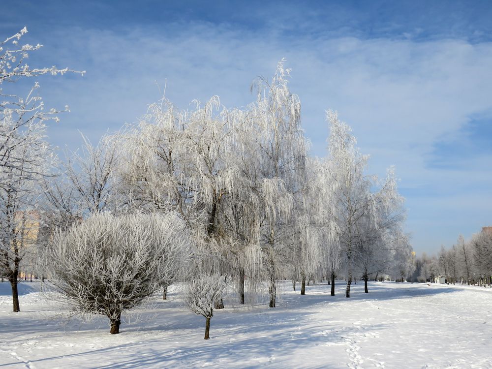 Trees covered in frost in the city park