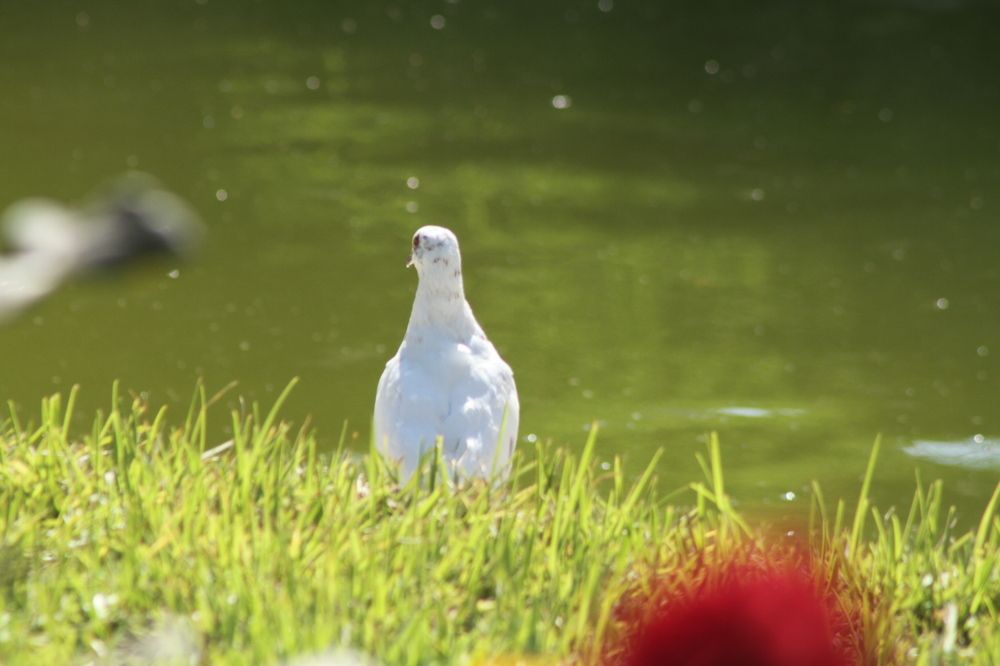 Photograph by mansour Hamdaoui