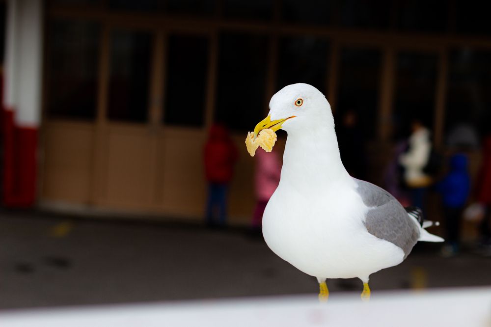 Photograph by Роман Якута