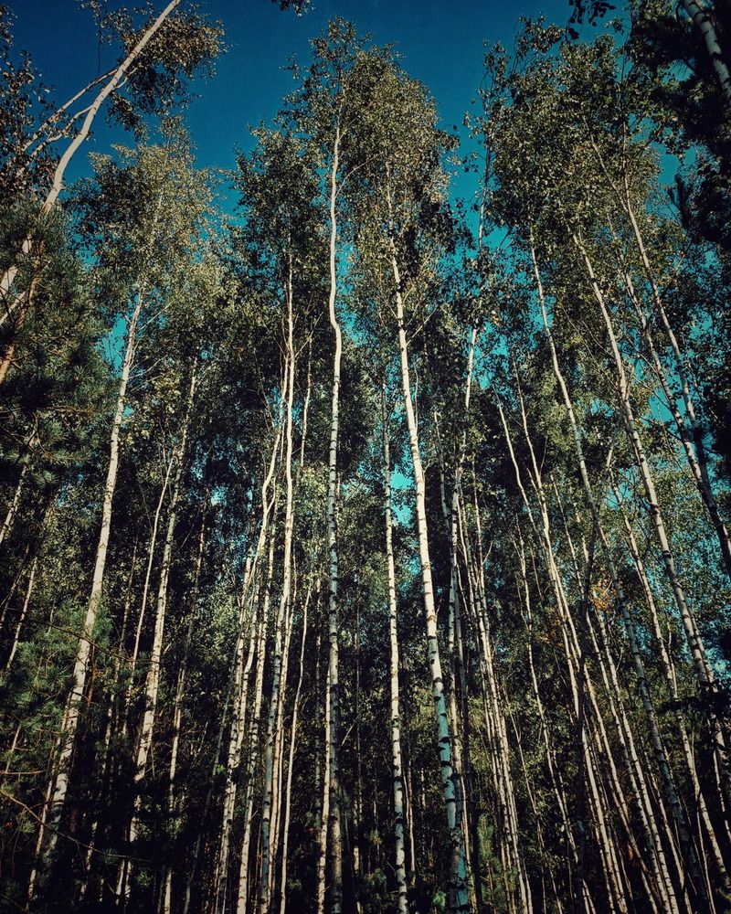 Photograph by Екатерина Петрович