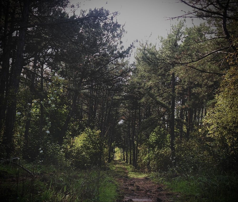 Photograph by Софья Цыбулько