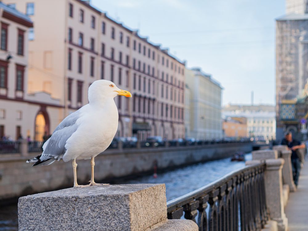 Photograph by Дмитрий Хорошилов