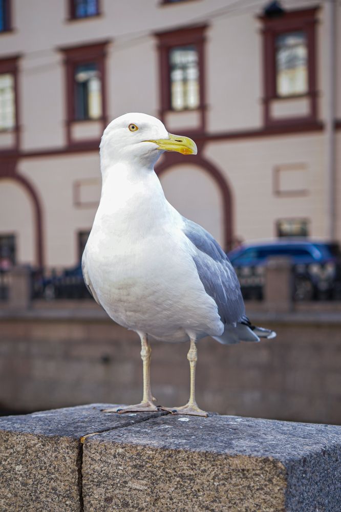 Петербургская чайка