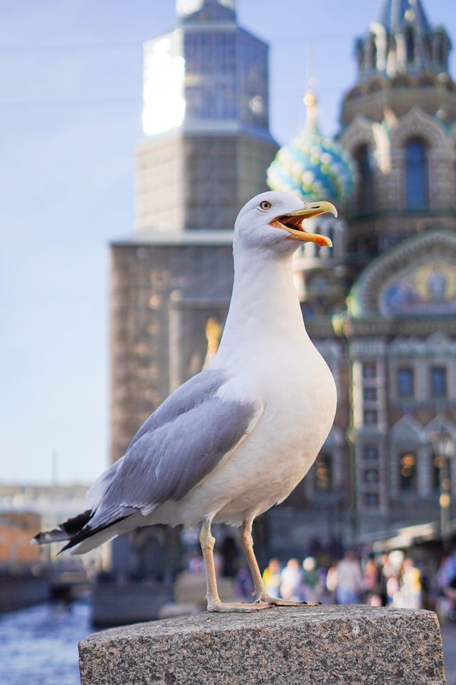 Photograph by Дмитрий Хорошилов