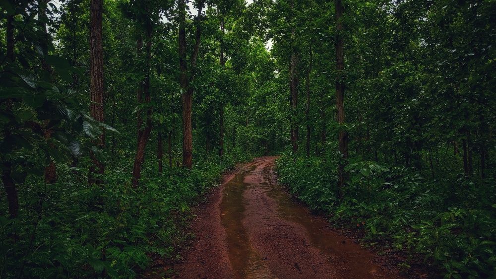 Into the wild
