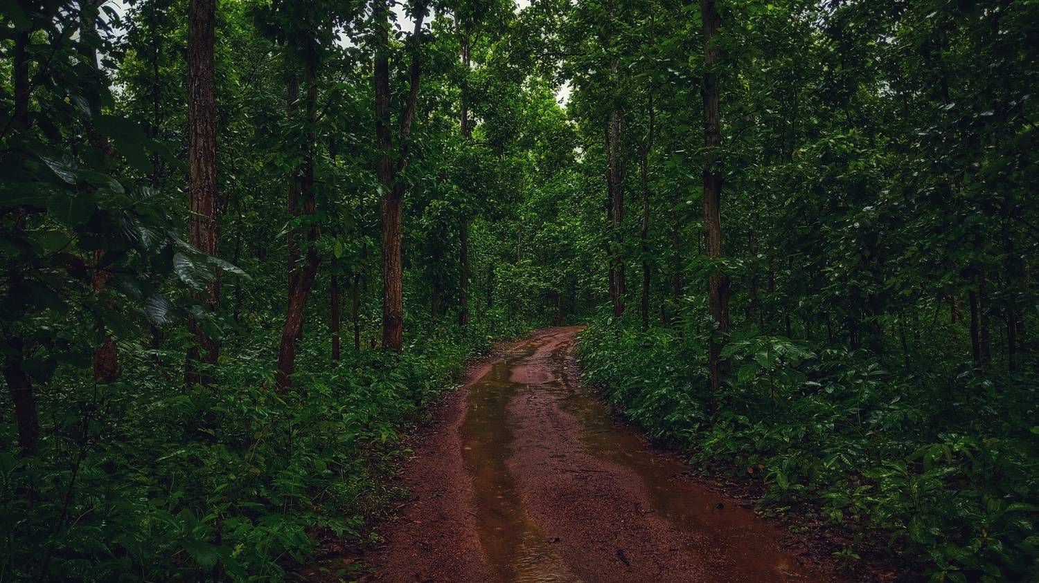 Into the wild