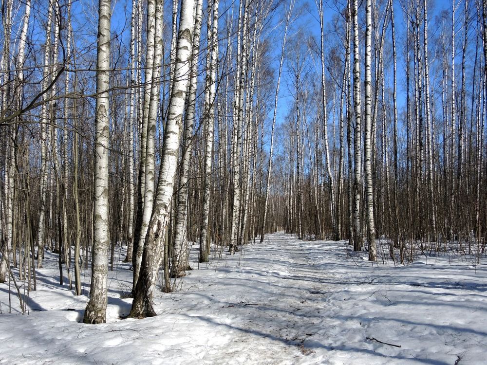 Весенний лес