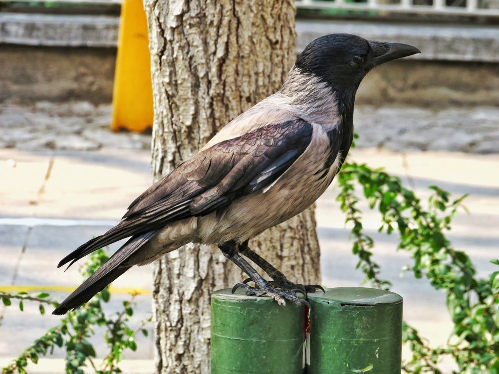 Фотография автора Mahdi Mohammadi