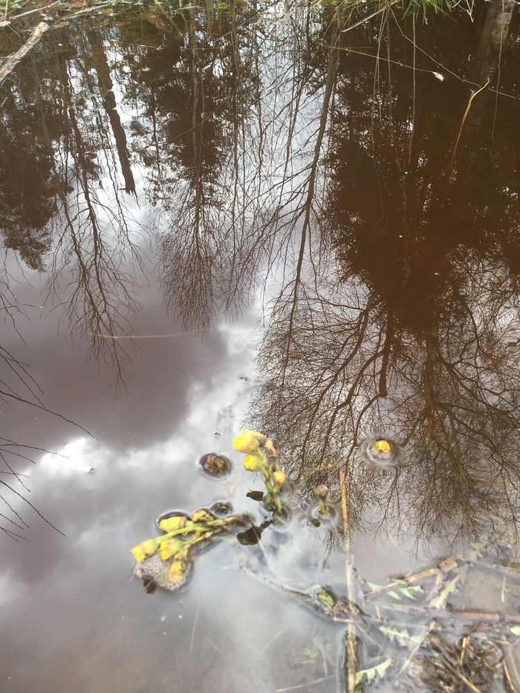 Отражение весны