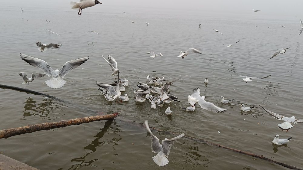 Photograph by Monika Kushwaha