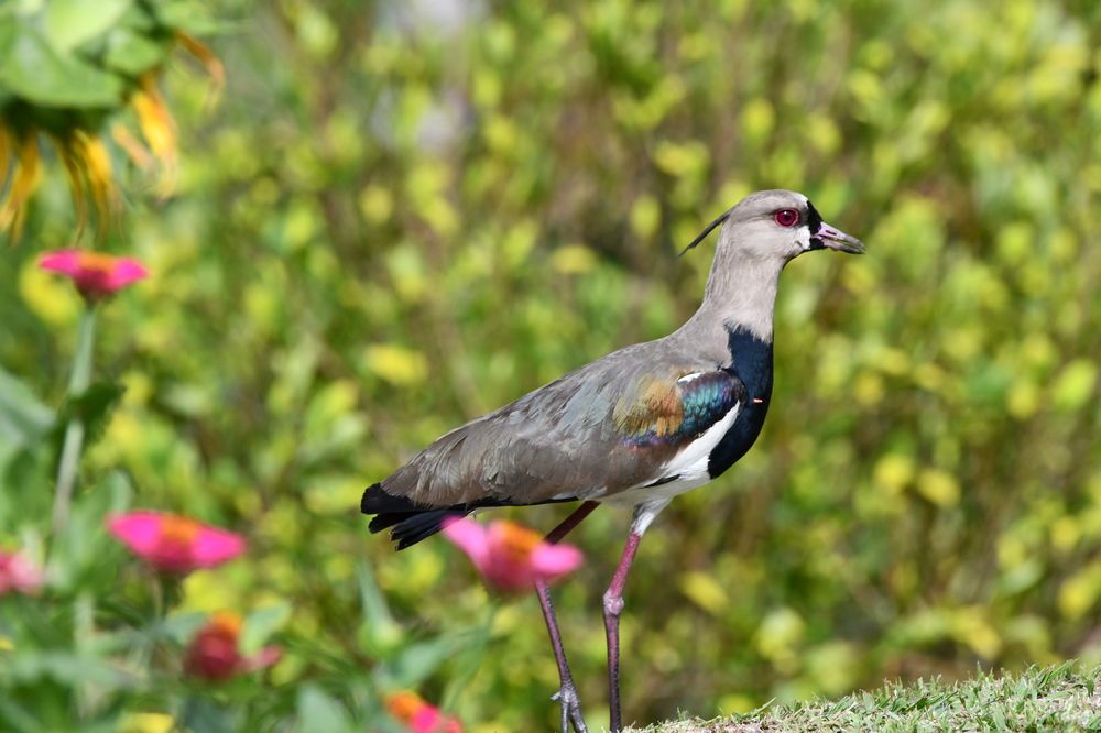 Photograph by Miguel Antonio Sevilla Flor