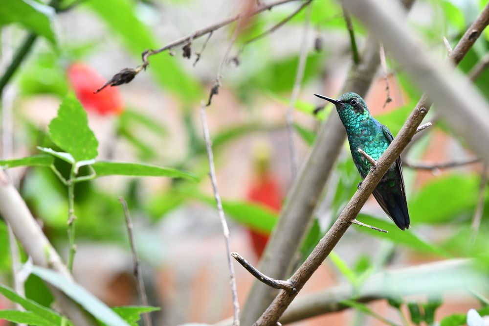 Photograph by Miguel Antonio Sevilla Flor