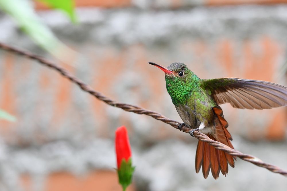 Фотография автора Miguel Antonio Sevilla Flor