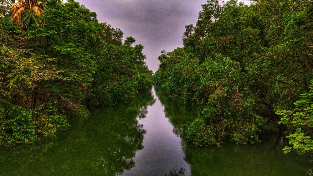 The Waterscape jungle