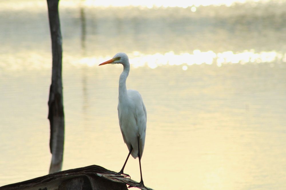 Photograph by Monika Kushwaha