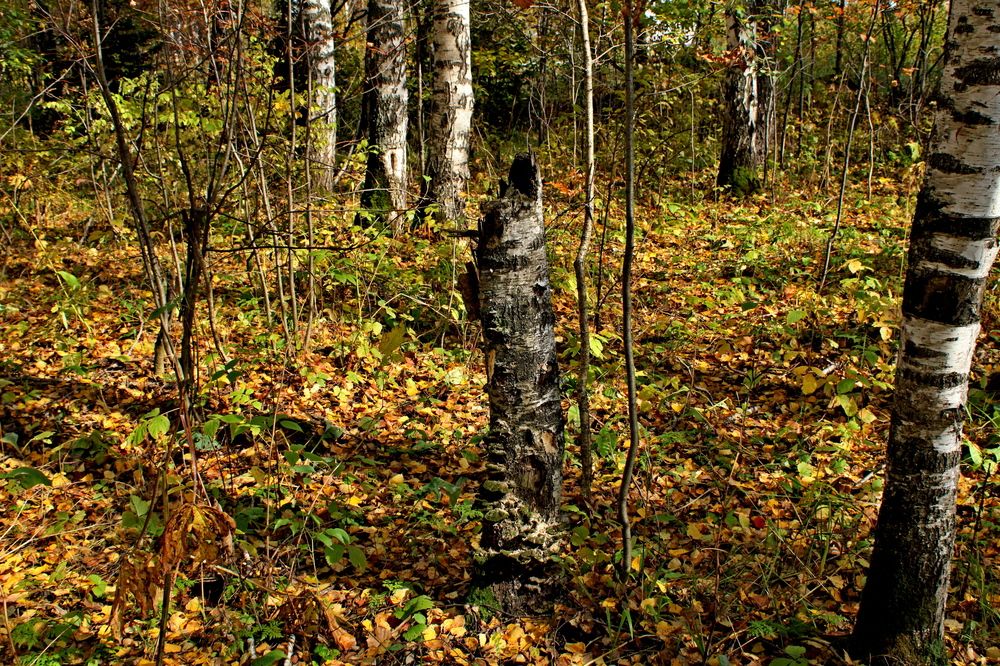 Photograph by Дмитрий Симагин