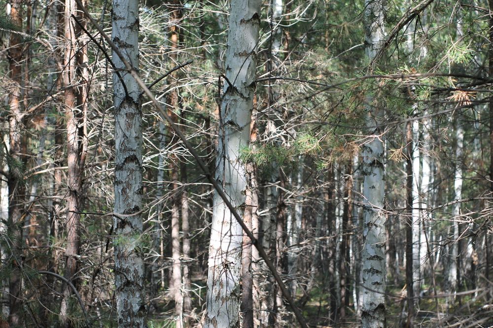 Photograph by Валерий Безбородов