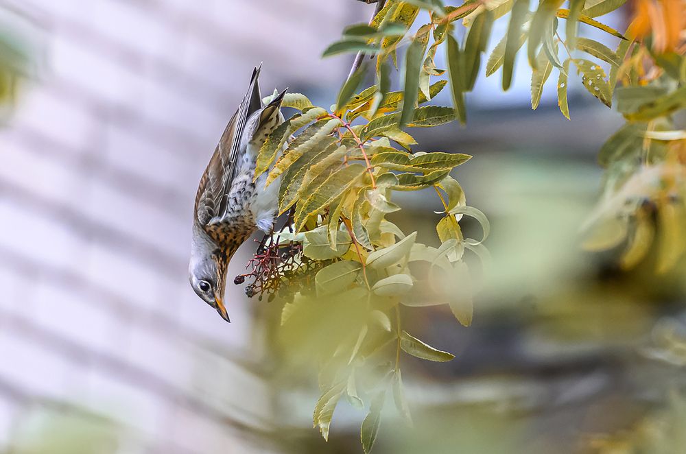 Photograph by Мария Новоселецкая