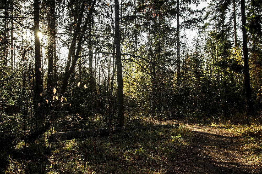 Фотография автора Андрей Рогов