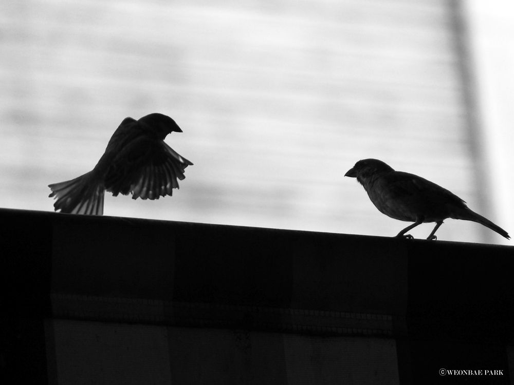 Photograph by WEONBAE PARK