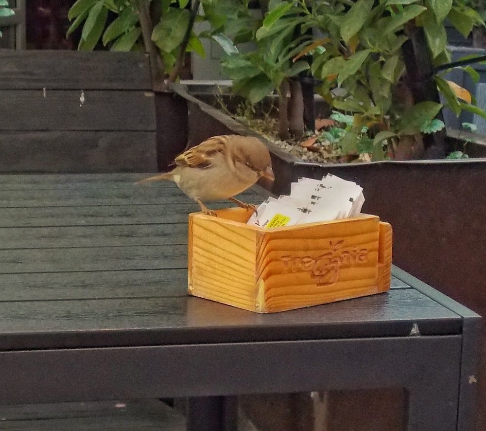 Photograph by Dragoslav Macanović