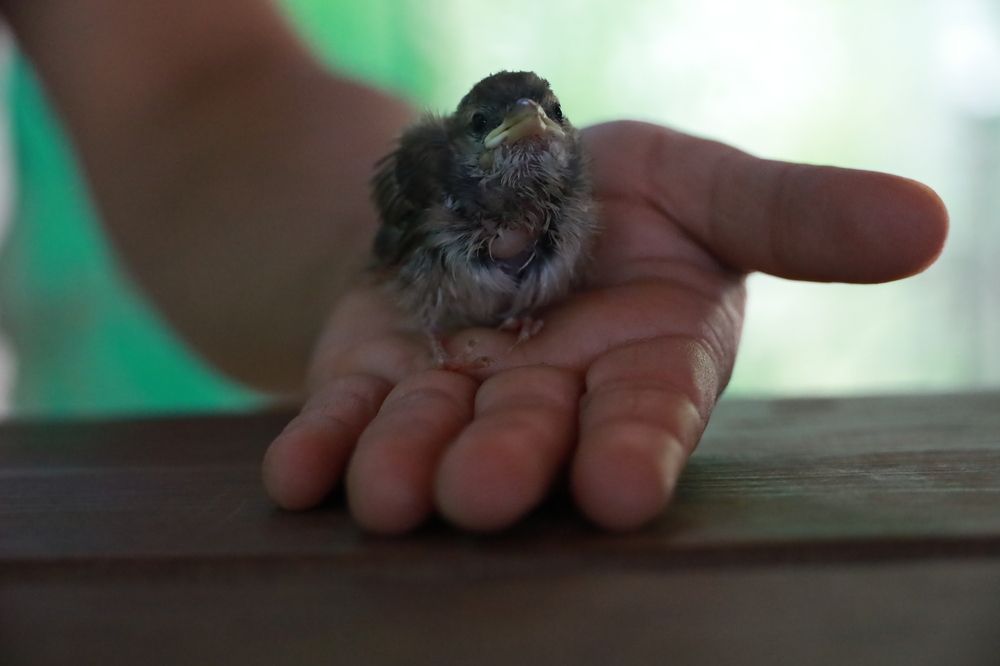 Injured baby sparrow