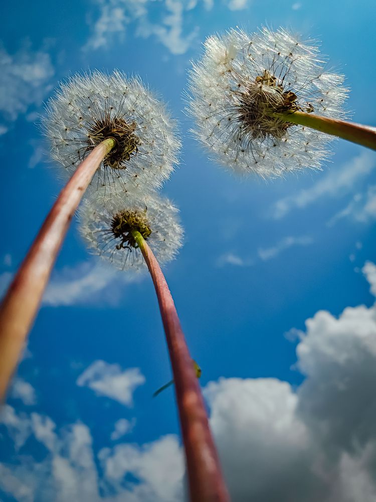 Photograph by Irina Chka