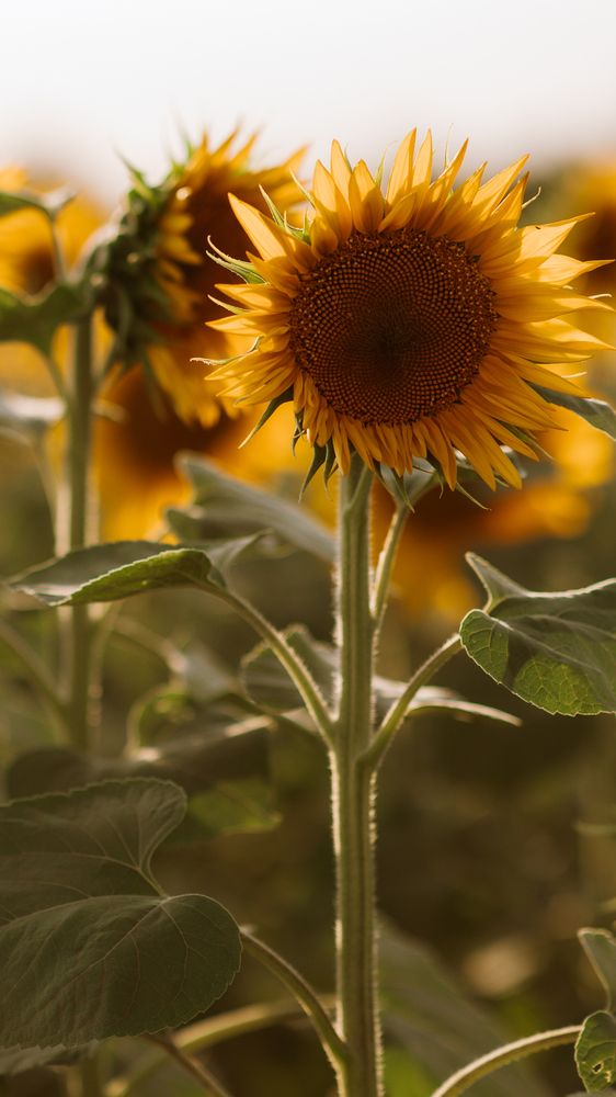 Photograph by Irina Chka