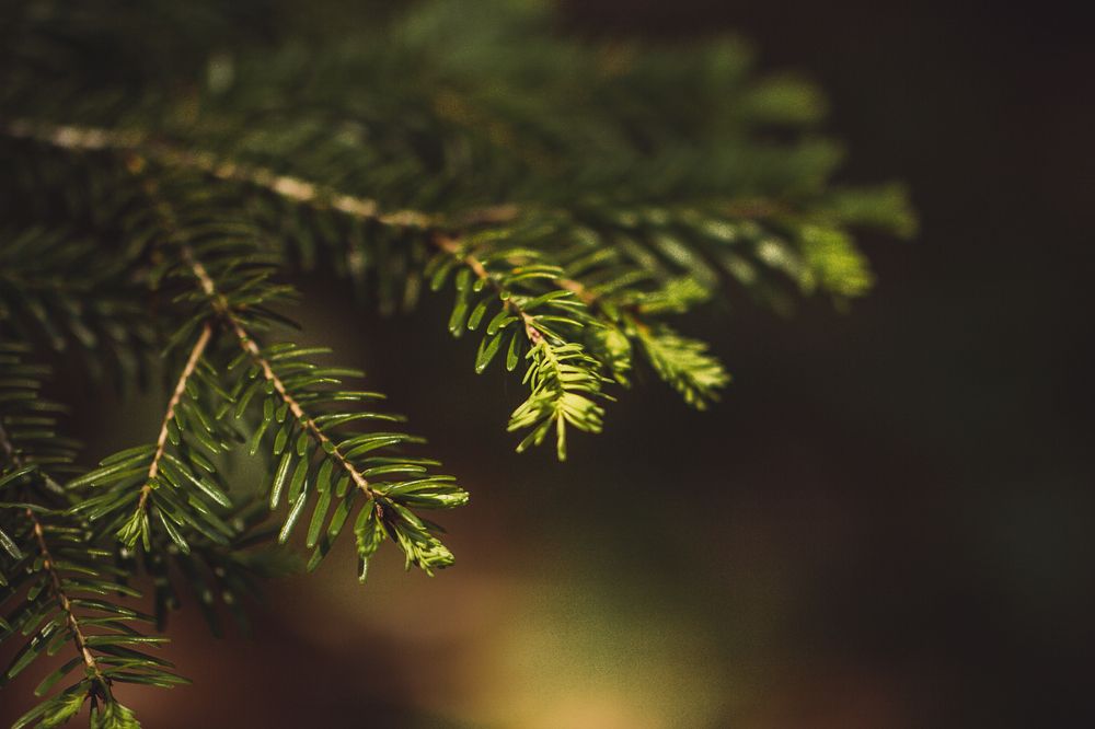 Photograph by Irina Chka