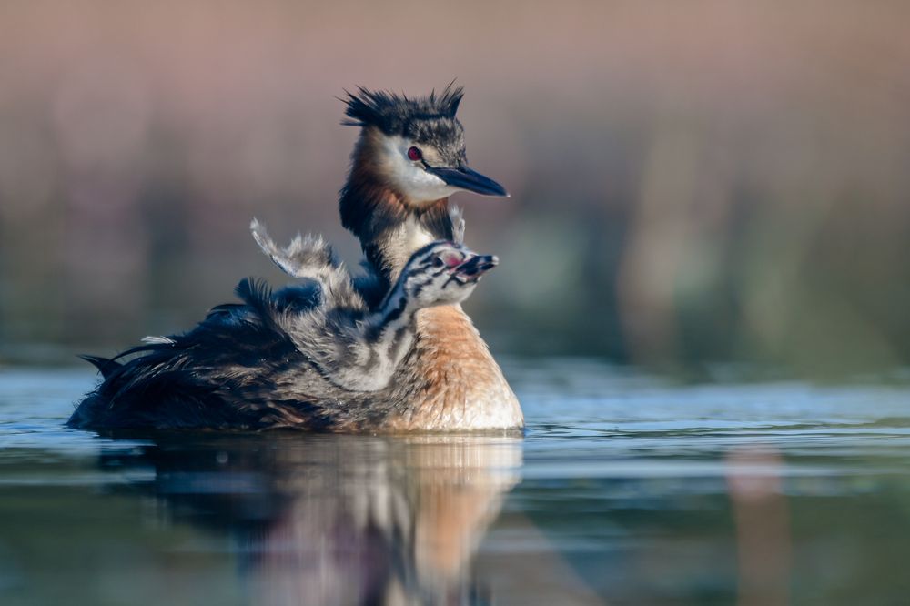 Photograph by Nuno Alexandre Candido