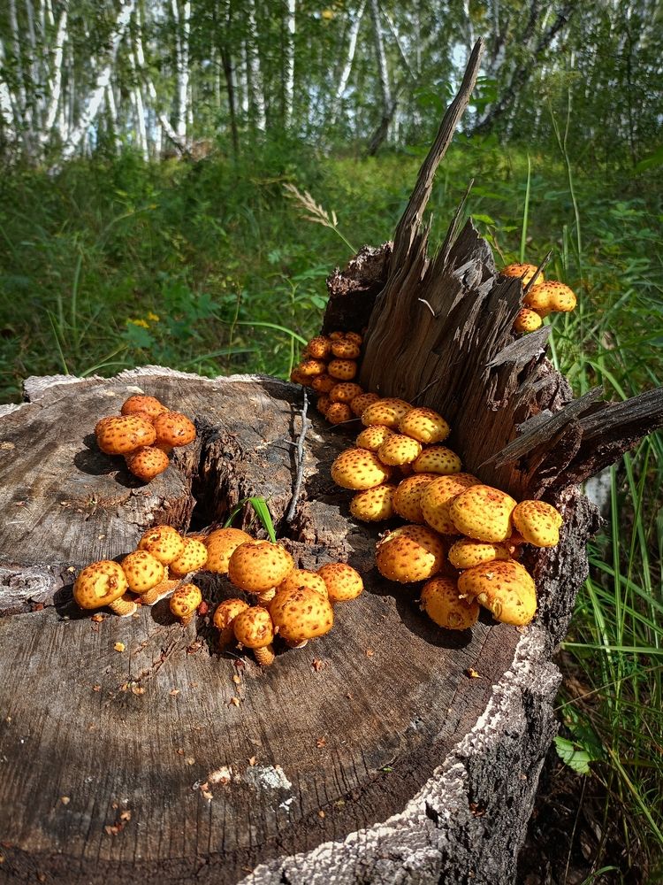 Photograph by Елена Чернякова