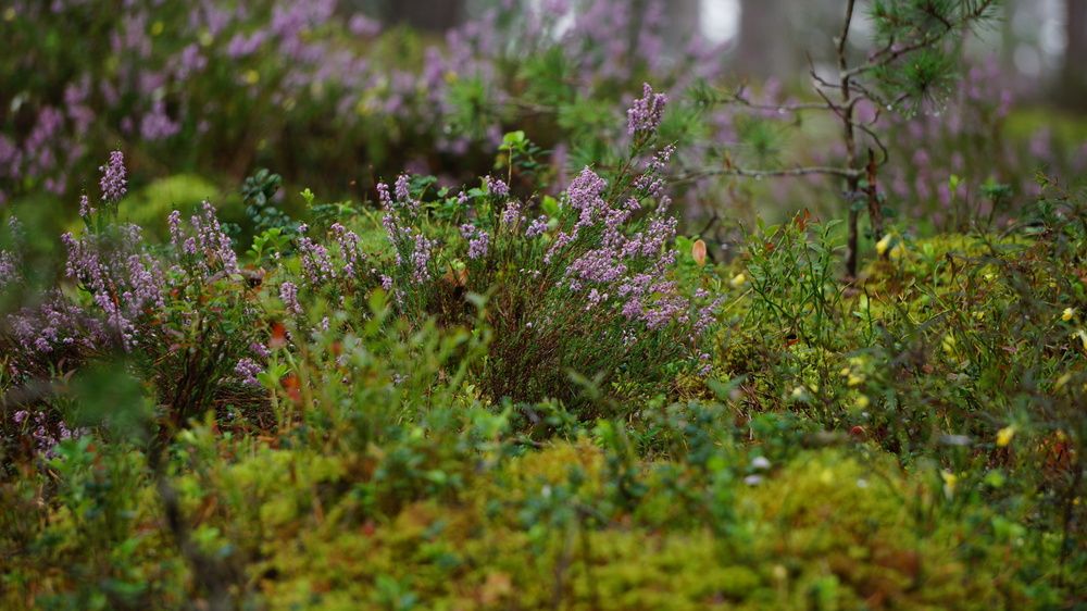 Photograph by Igors Rostikovs