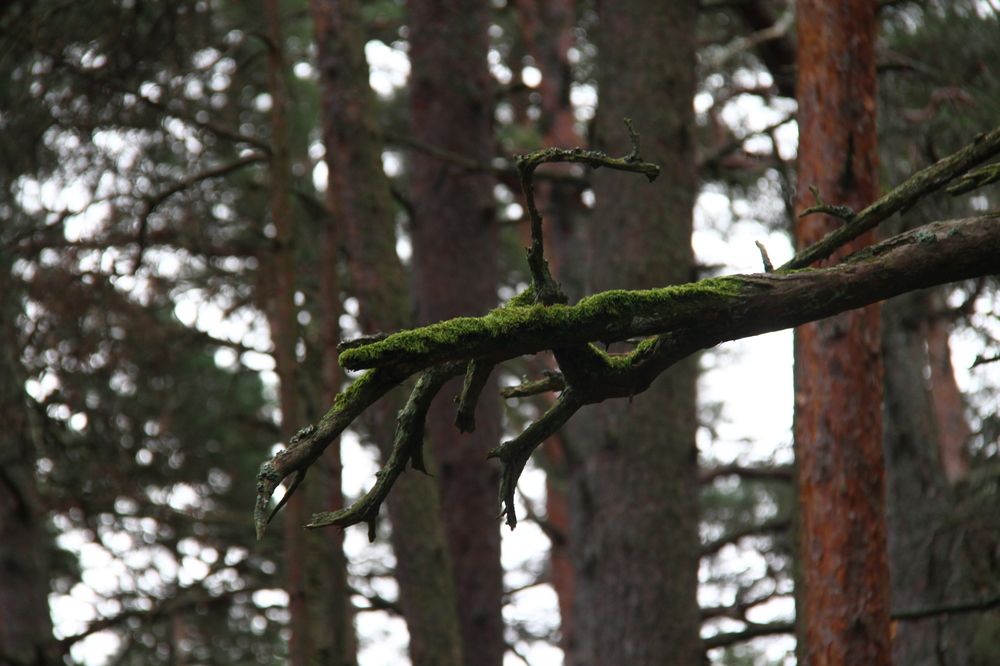 Photograph by Igors Rostikovs