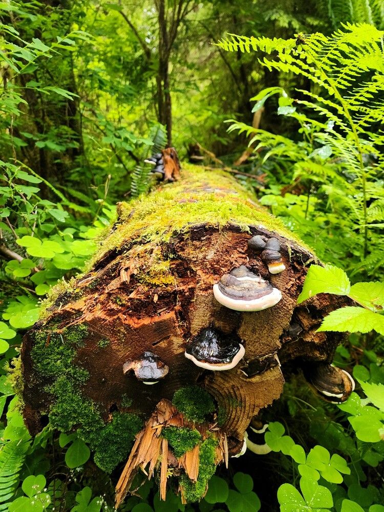 Photograph by G GOVIL