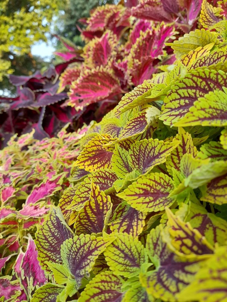 Photograph by BHUPENDRA LODHI