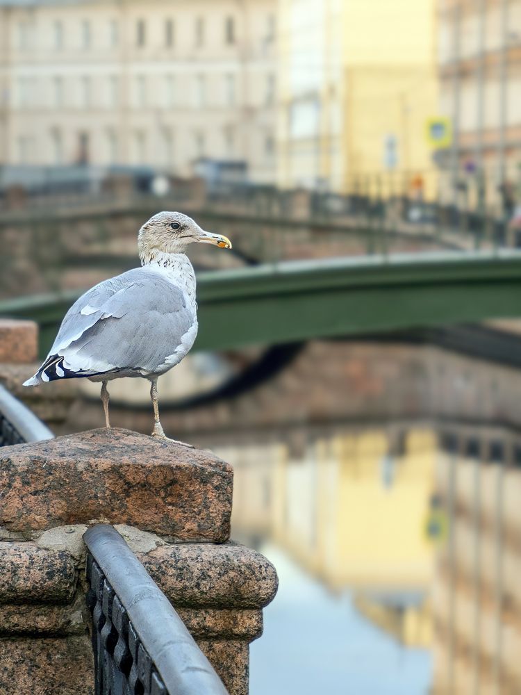 Фотография автора Вадим Серебреников