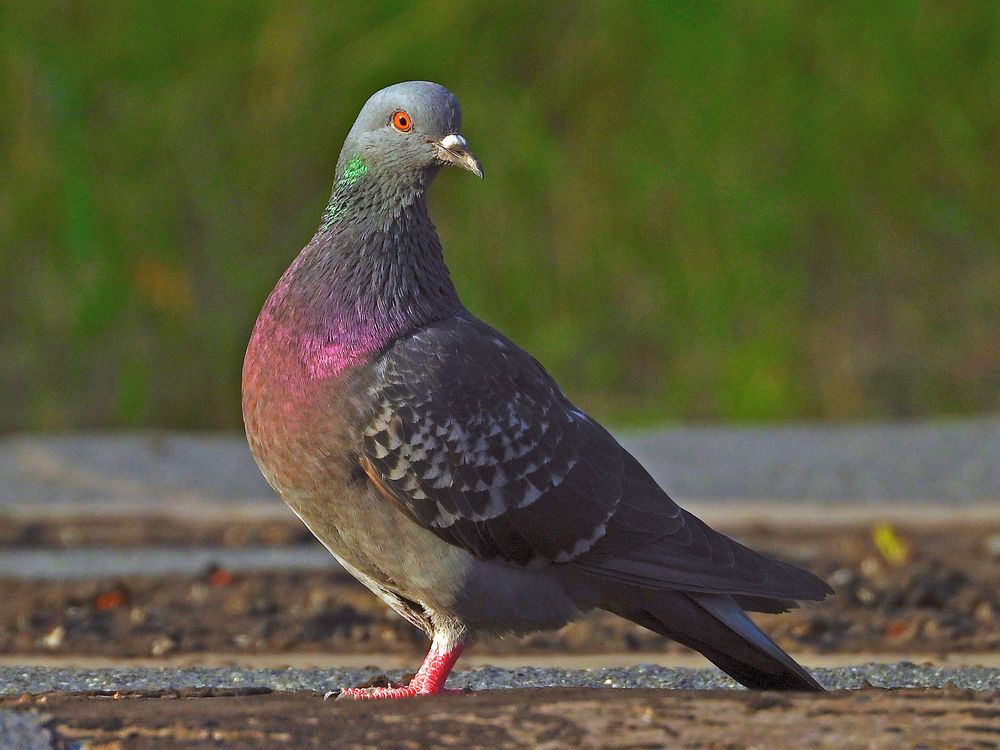 Фотография автора Владимир Соколов