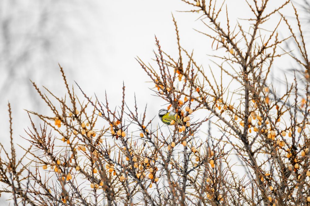 Фотография автора Михаил Кругов