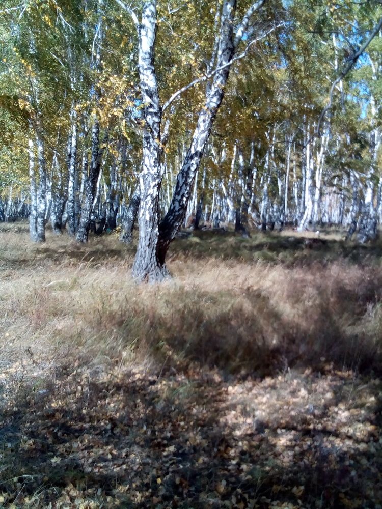 Фотография автора Жамиля Кабировна