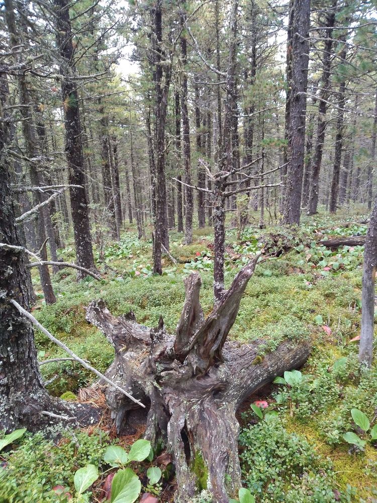 Photograph by СТЕПАН ДЖУЛАКИДЗЕ