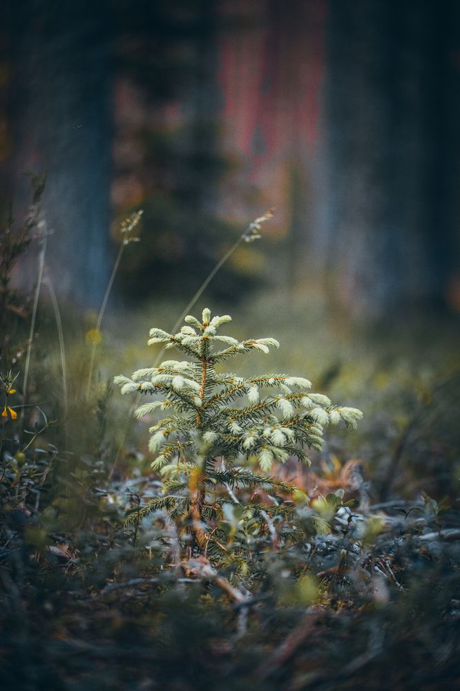 Photograph by Игорь Лузин