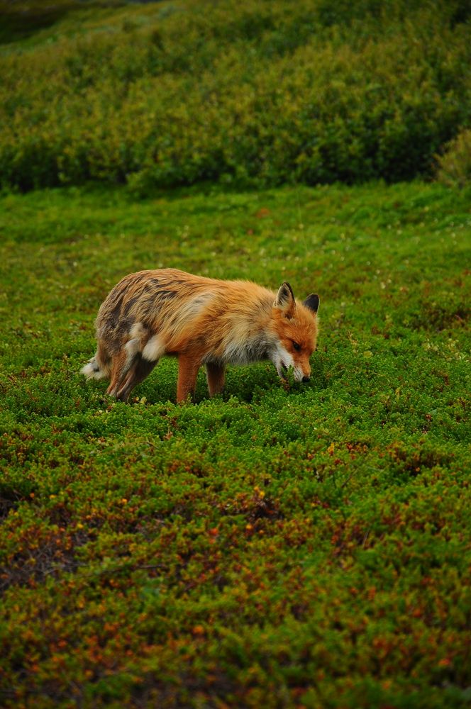 Photograph by Алеся Бутенко