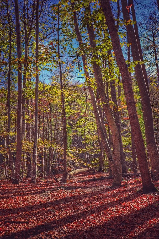 Осенний лес