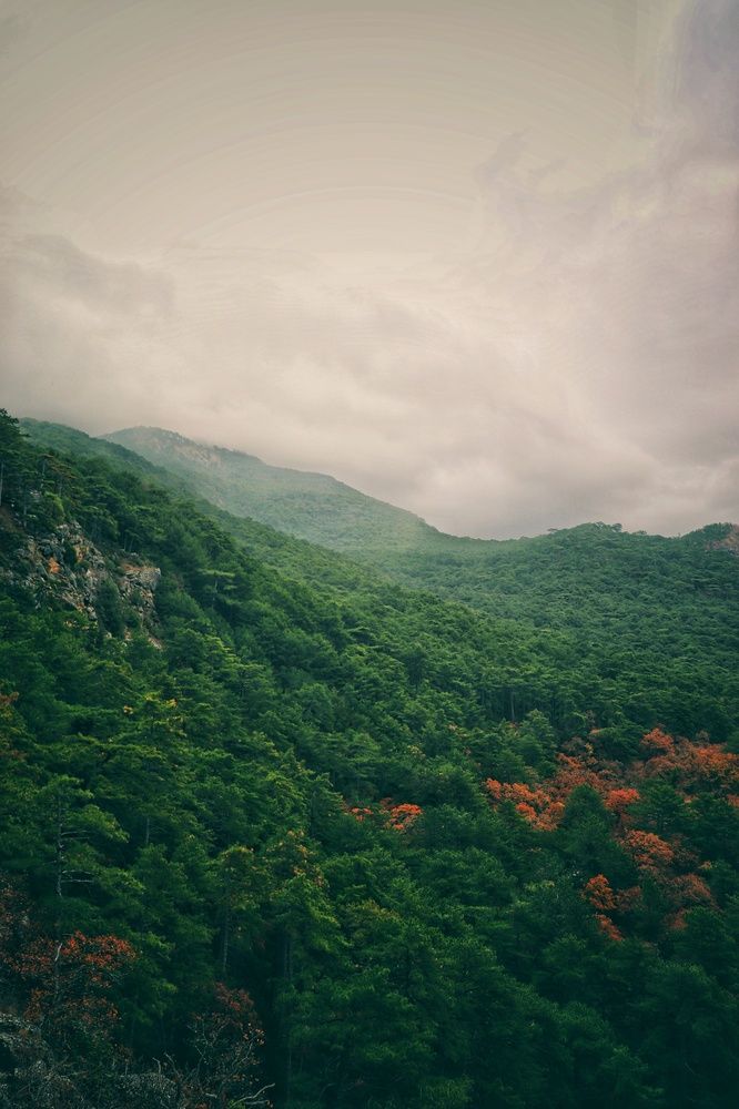 Зеленый лес