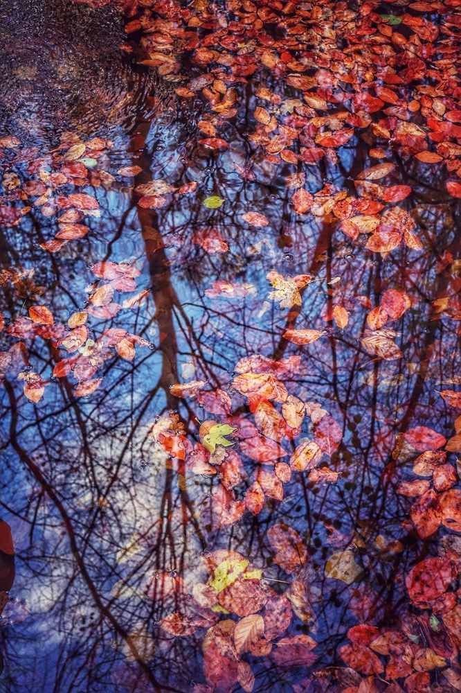 Лесное отражение