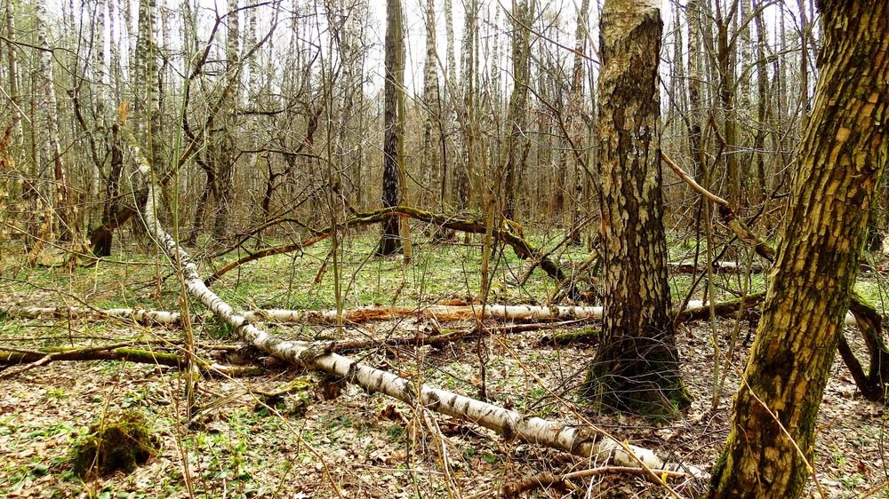 Photograph by Елена Казарина