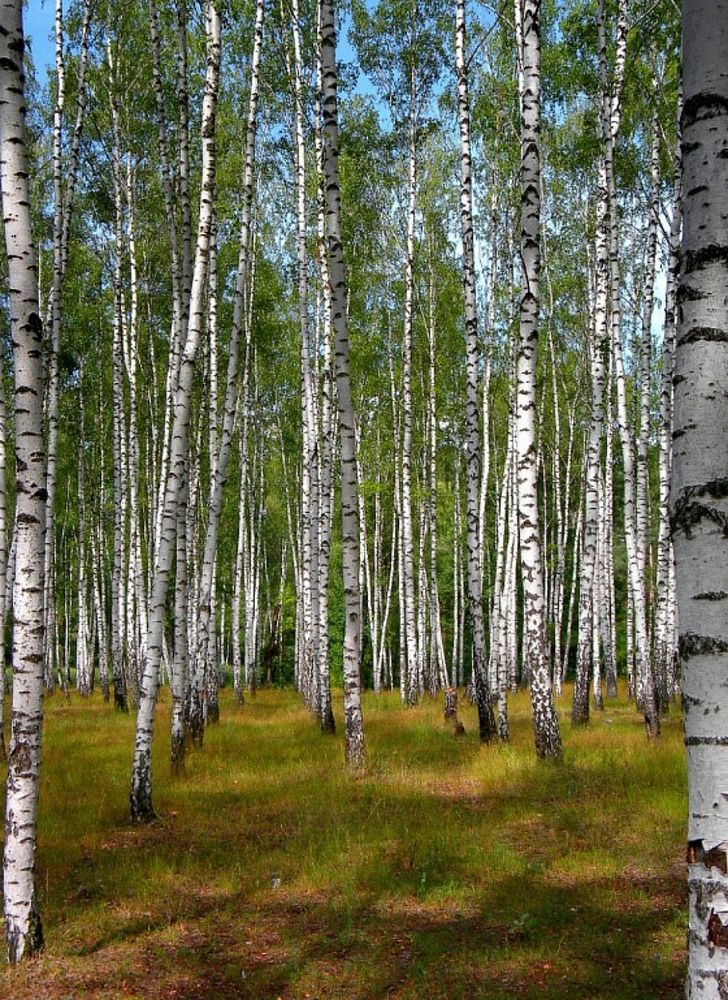 Фотография автора Роман Савоцкий