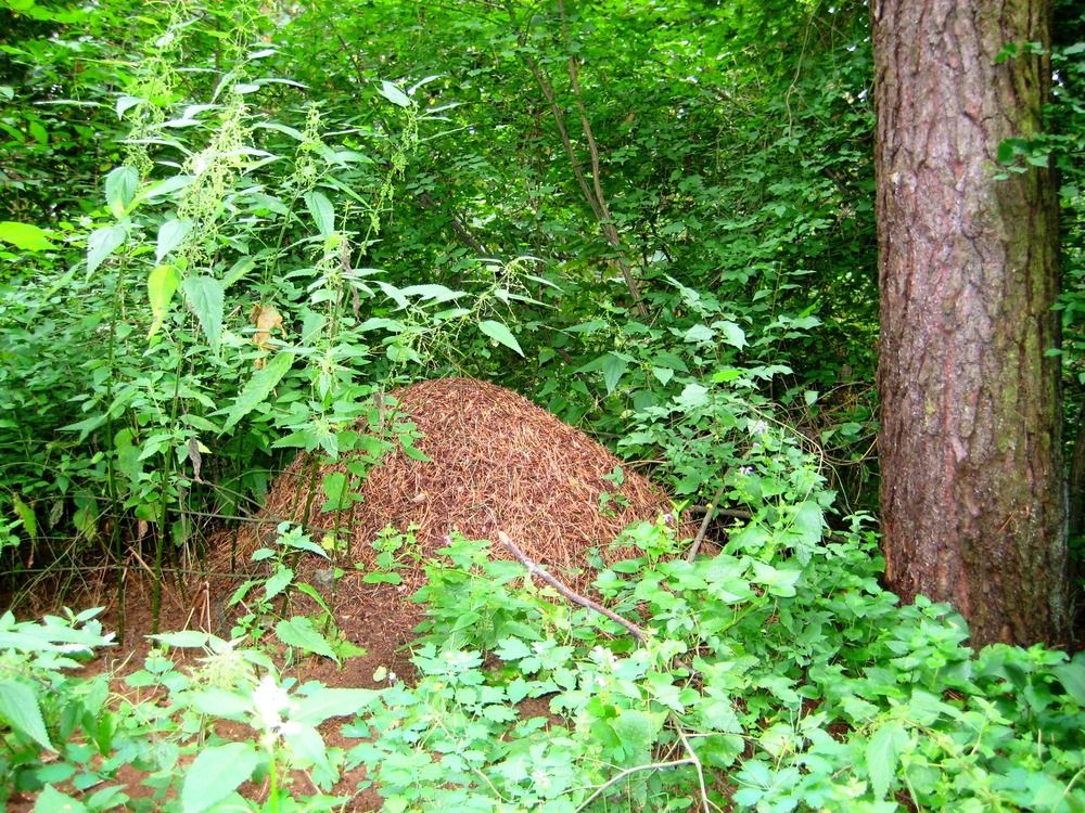 Photograph by Елена Казарина