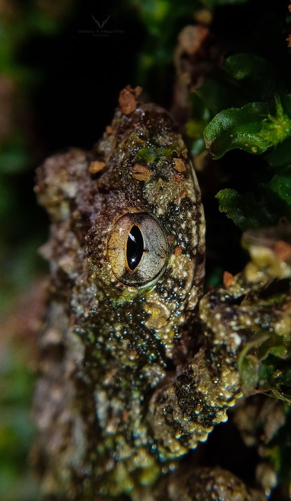 Forg's eye