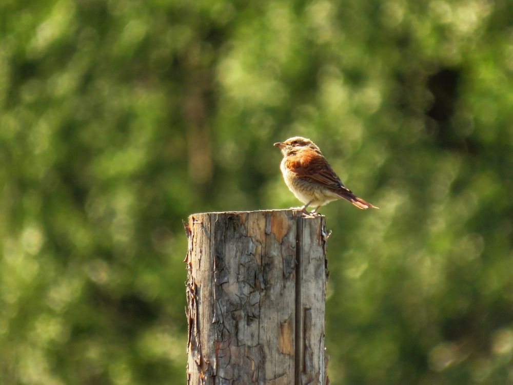 Одинокий жулан на пеньке